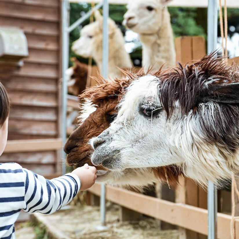 Besök Skånes djurpark med KINTO 